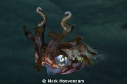 Salt Pier - Bonaire - Reef Squid during a night dive. by Mark Hoevenaars 